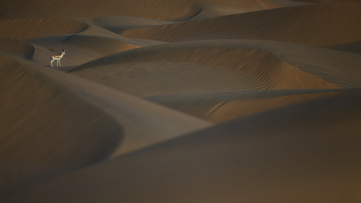 Desert Sentinel