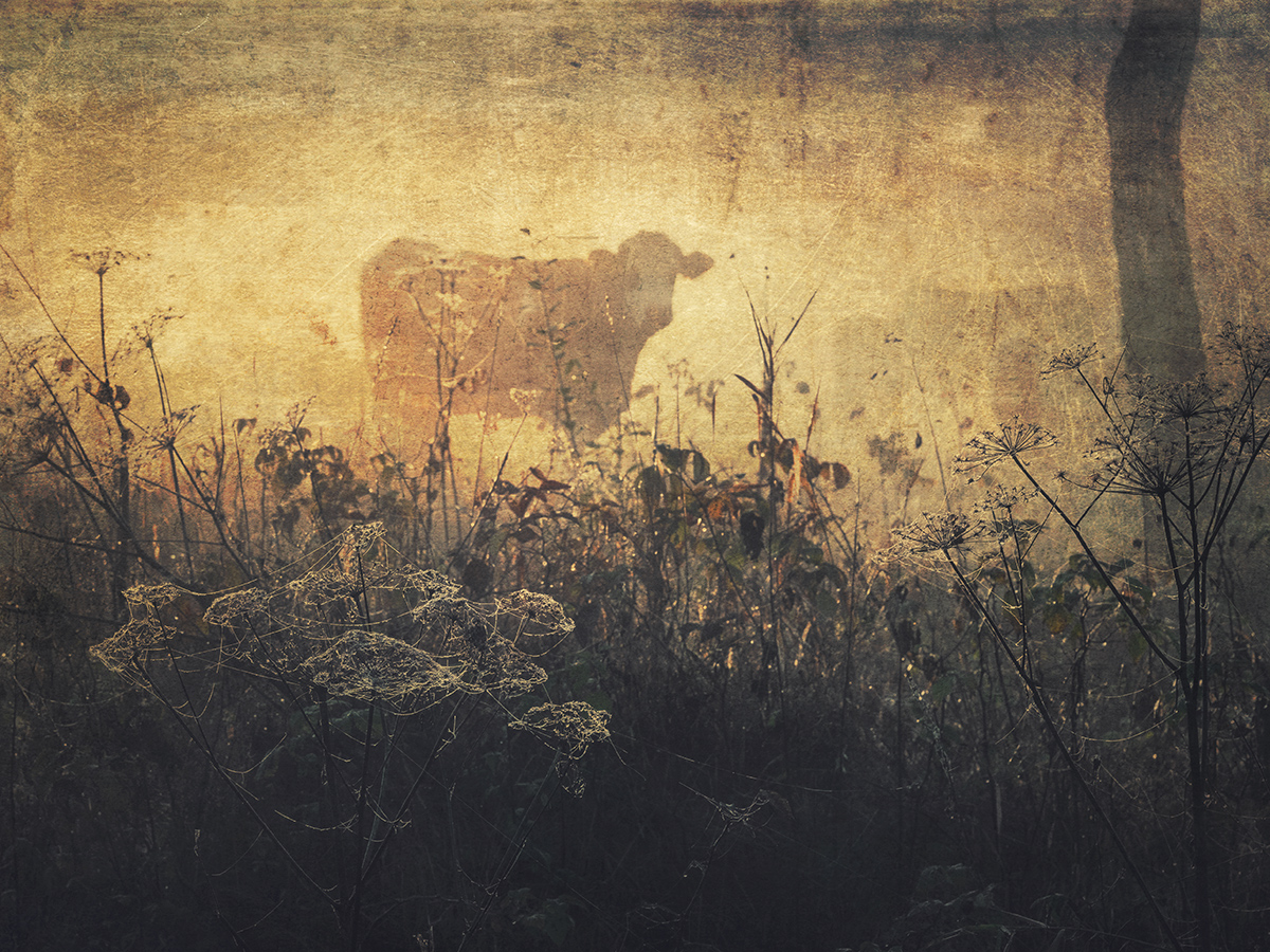 Walking through the grass...