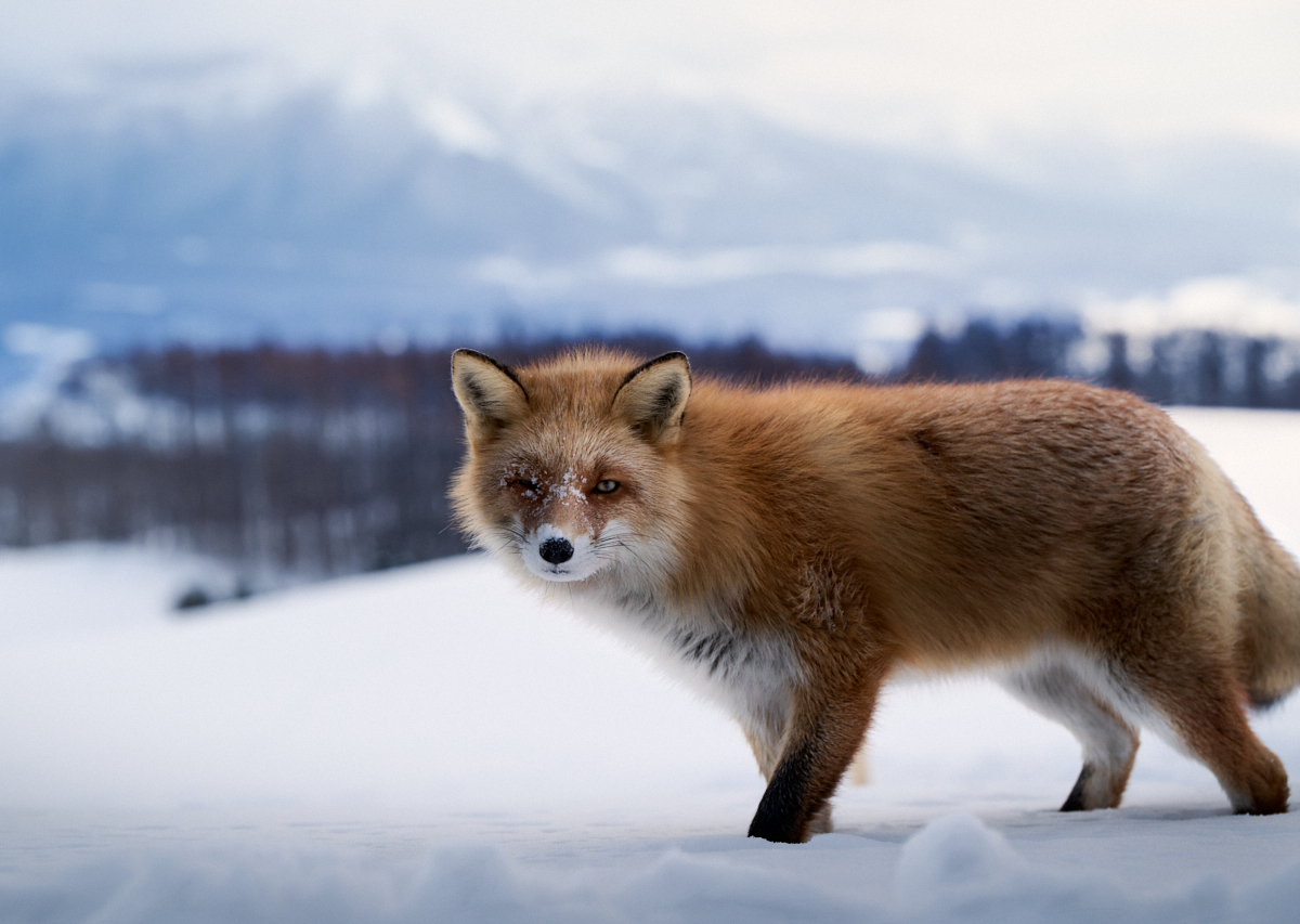Dawn of the Hunter