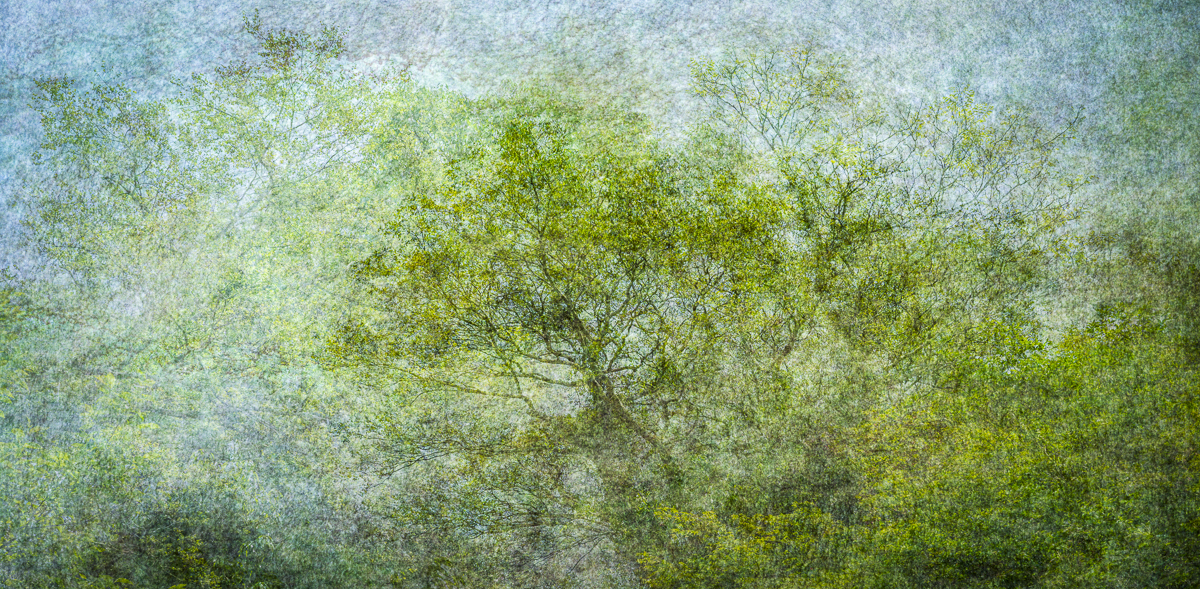 Veil-The Forest Within-