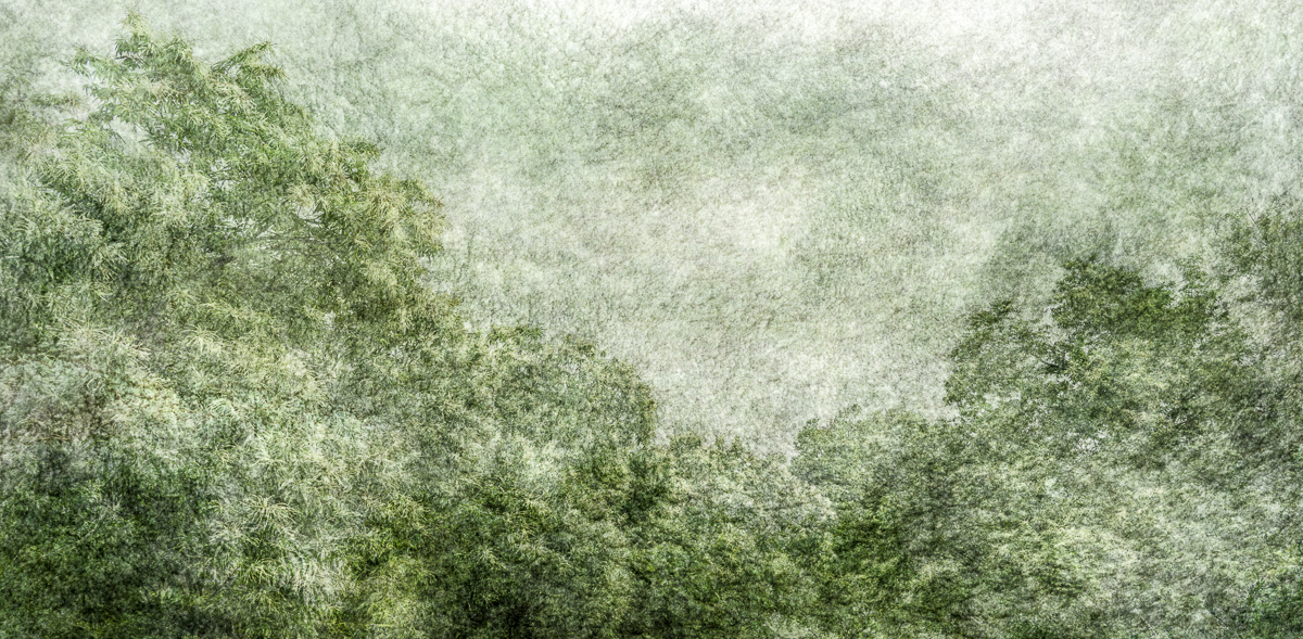 Veil-The Forest Within-