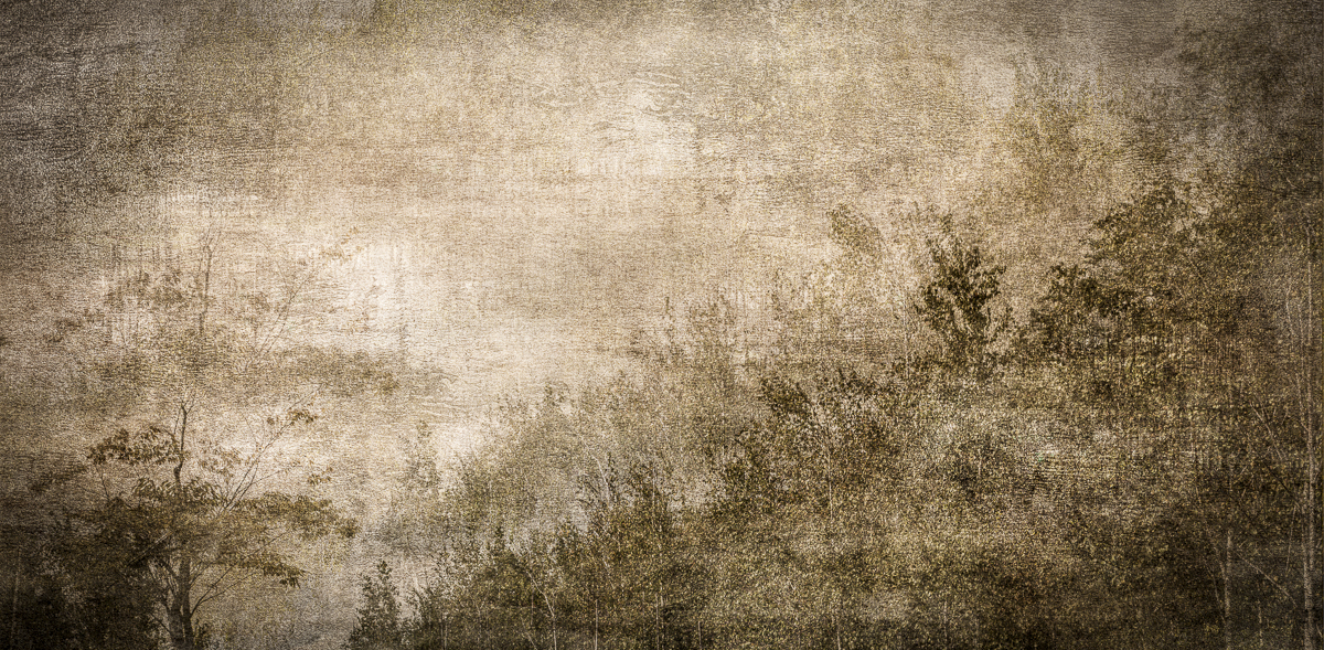 Veil-The Forest Within-