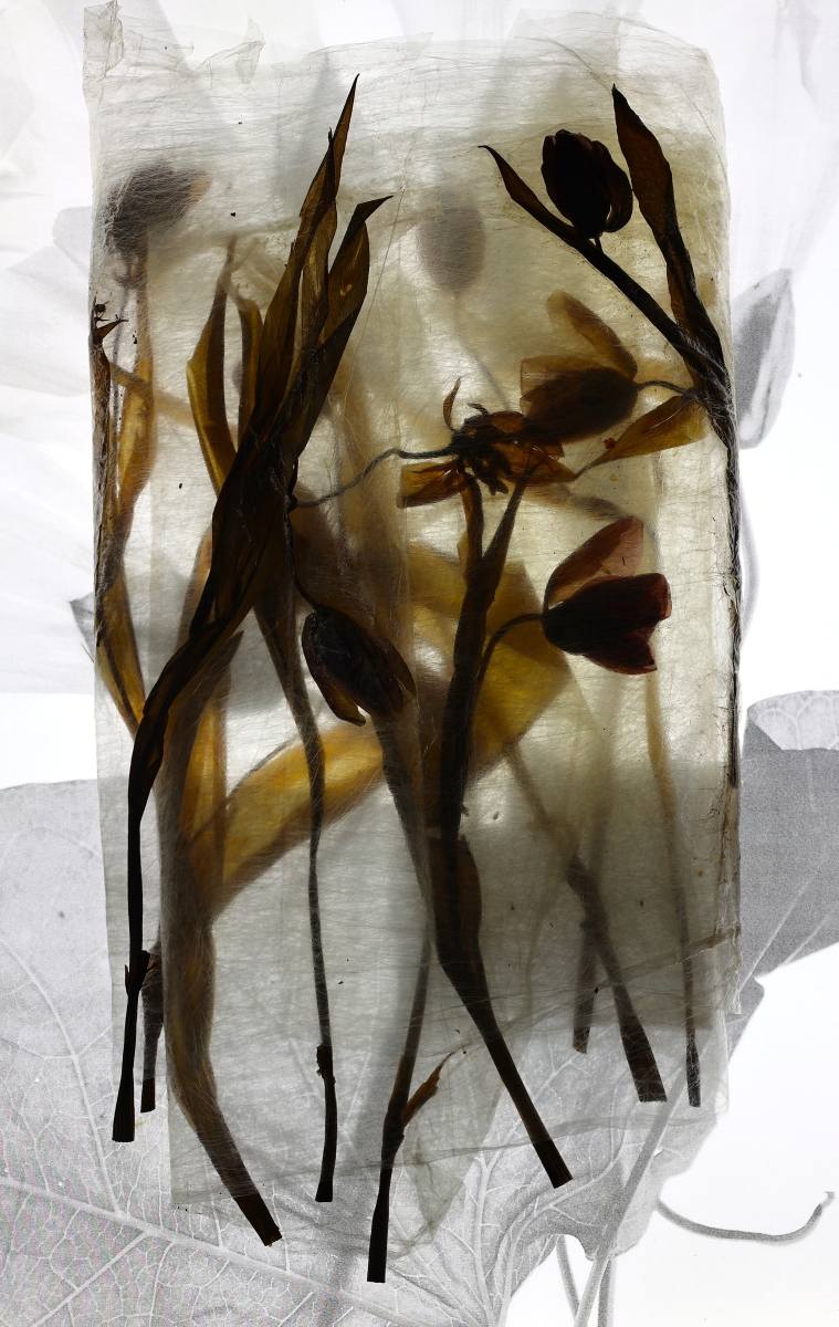 From Soil to Synapse