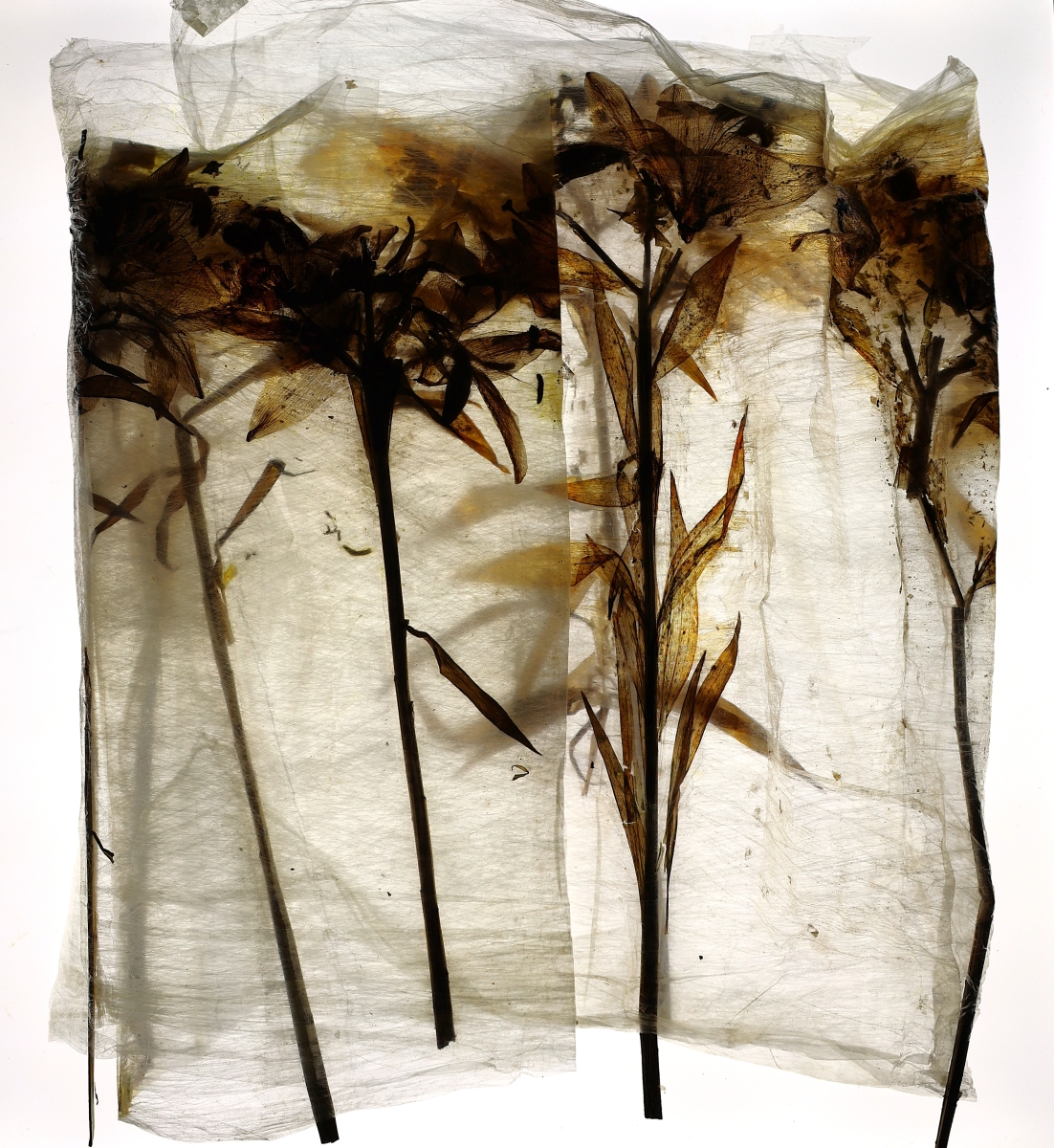From Soil to Synapse