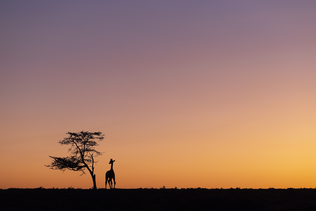 Tall in a wide sky