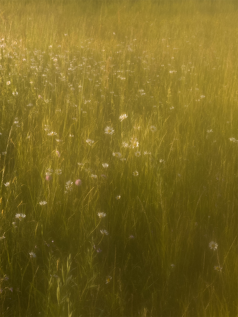 Childhood on summer meadows