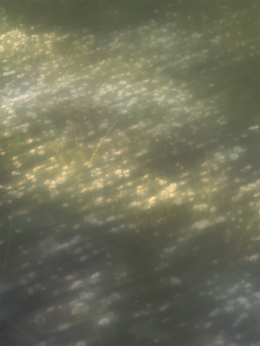 Childhood on summer meadows