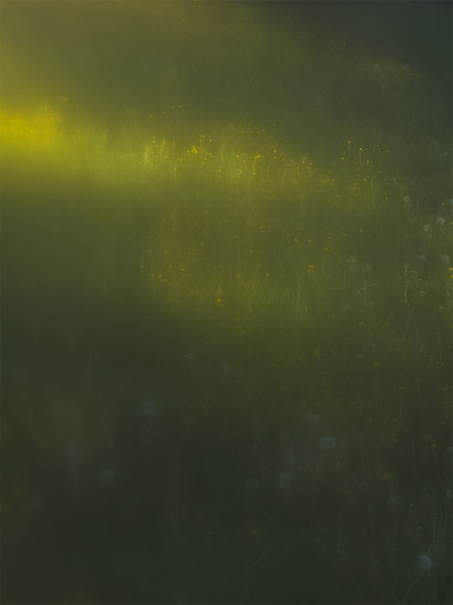 Childhood on summer meadows