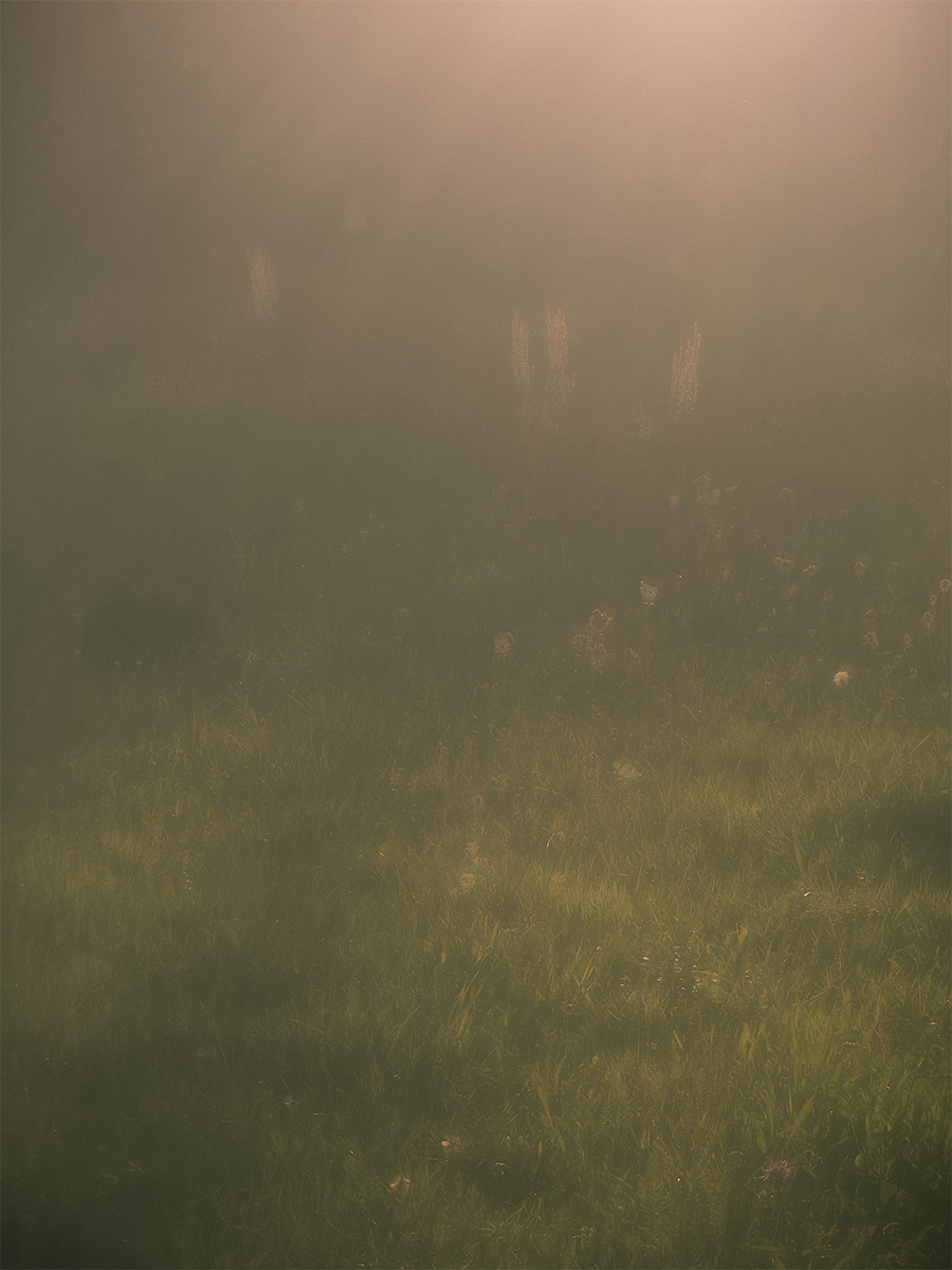 Childhood on summer meadows