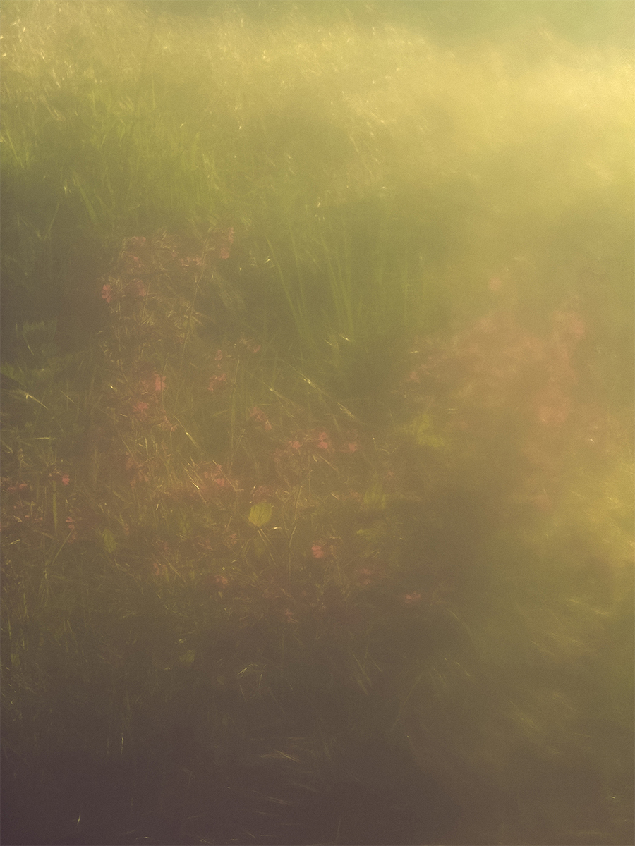 Childhood on summer meadows