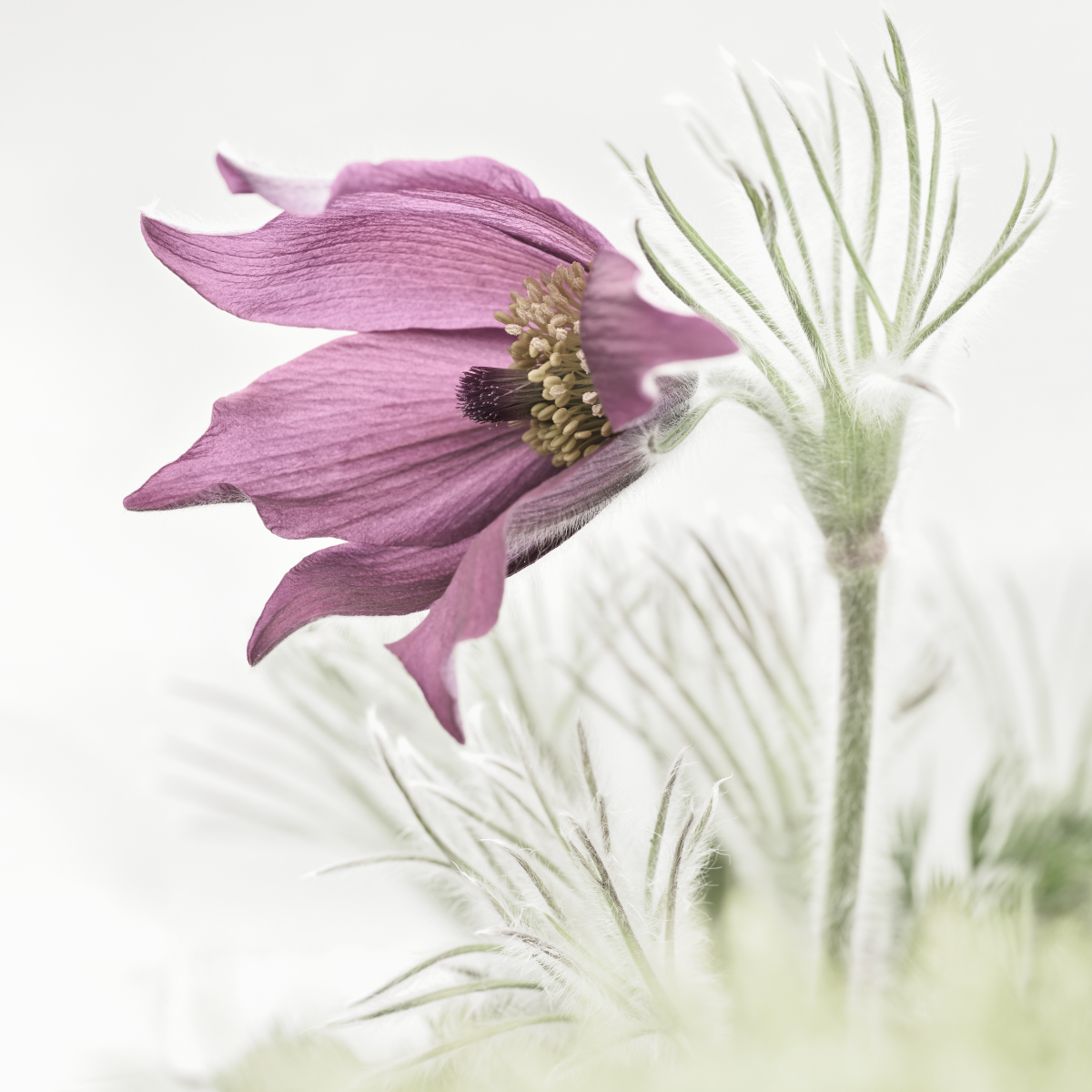 The Pasque Flower