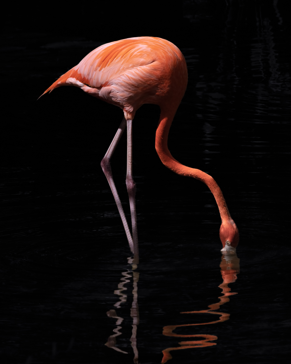 Reflections in Flame