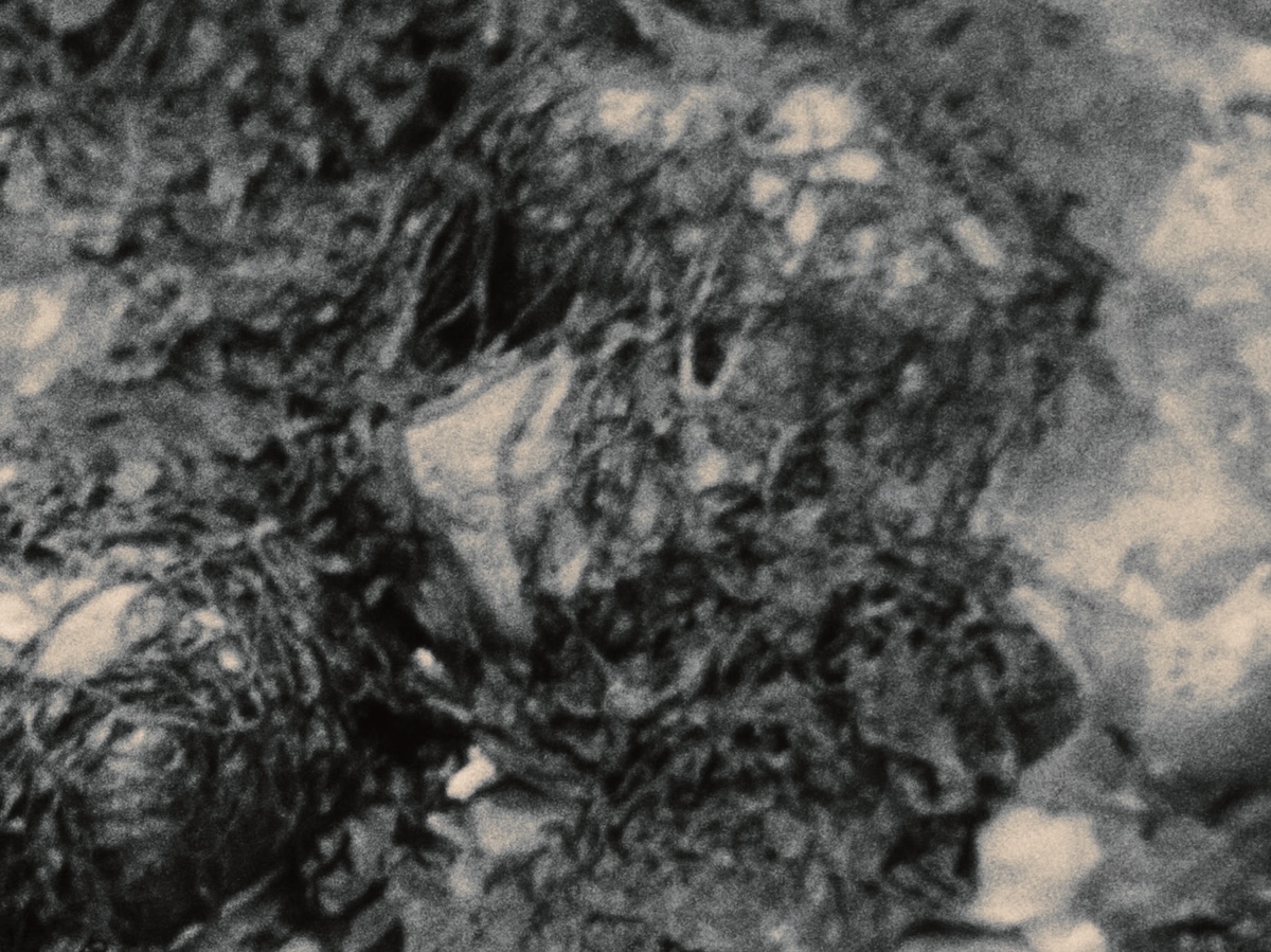 Children of the golden Sun