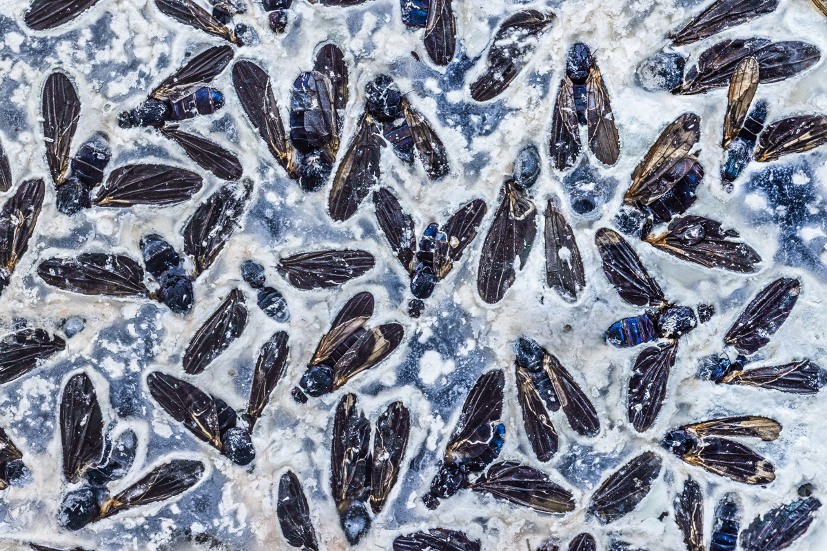 Bacterial landscapes