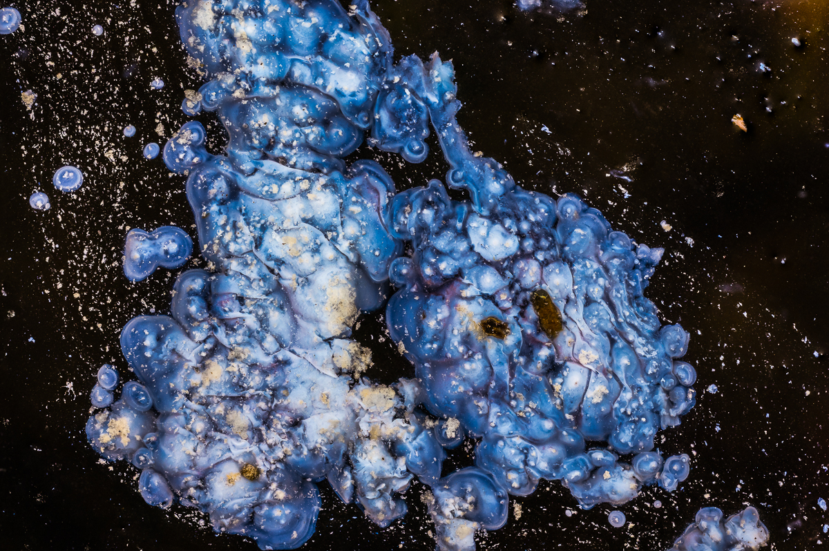 Bacterial landscapes