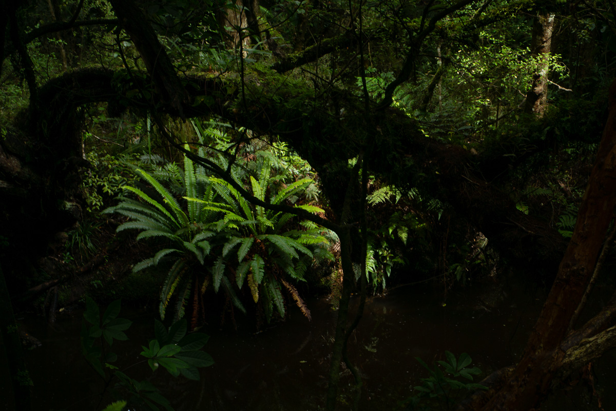 Hidden Lights
