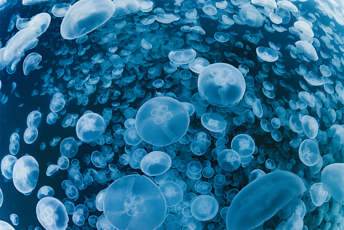 Jellyfish paradise