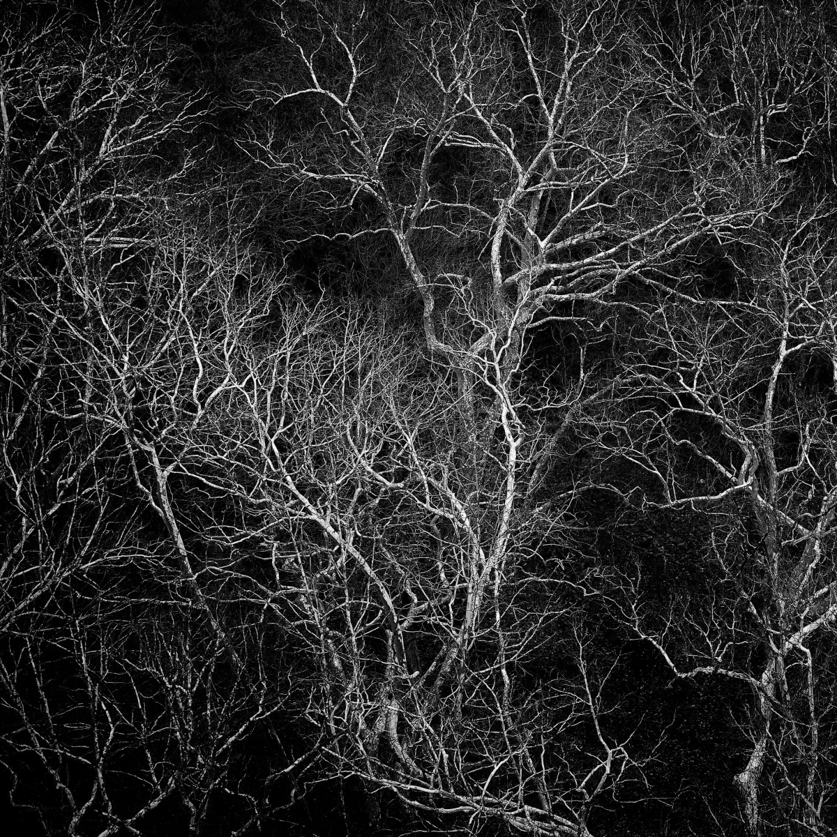 A Pattern of Sycamores