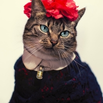 Cat Couture