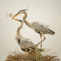 Great Blue Herons trying to rebuild a nest