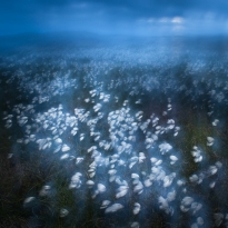 Cottonweed In Midnight Breeze