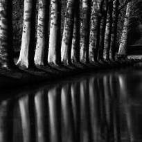 Trees and reflections