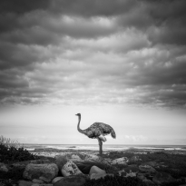 The Ostrich And The Sea