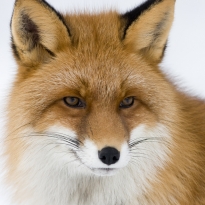 Red Fox ,Norwegian winter