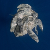 Mating Turtles
