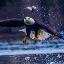 Fish's Fight with Bald Eagle