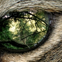 Eye of the forest 