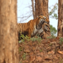 Tigress & Cub Series