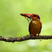 Bird with Food