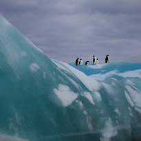 Penguin's Iceberg
