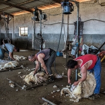 Shearing of sheeps