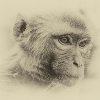 Monkeys portraits