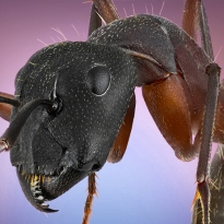 Ant beauty