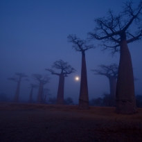 Baobabs in the fog