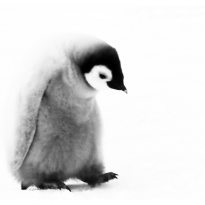 Emperor Penguin Chicks 