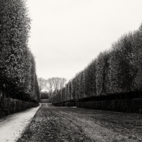 Serenity in the gardens of Versailles