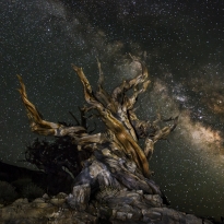 Ancient Bristlecone Pine Under the Milky Way