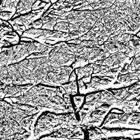 Winter-Trees