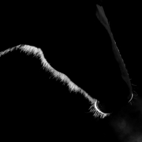 In the shadow - horse painted by the light