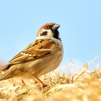 Proud Sparrow