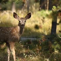 Yellowstone Fawn