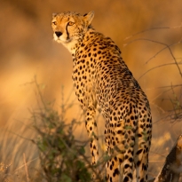 Cheetah in morning light