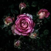 Decadent roses