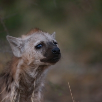 Baby spotted hyena 