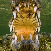 Perspective of crocodiles