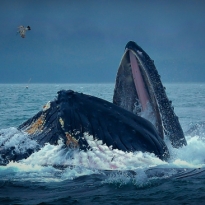 Whale Beyond Impressive